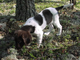 Tosi pieni (m&uuml;nsterin)seisoja