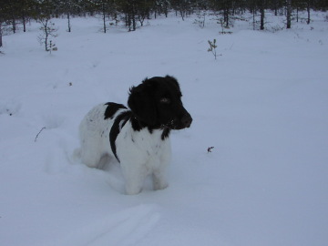 blogipeppipuolivuotias